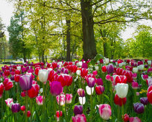 Обои Tulips In Forest 220x176