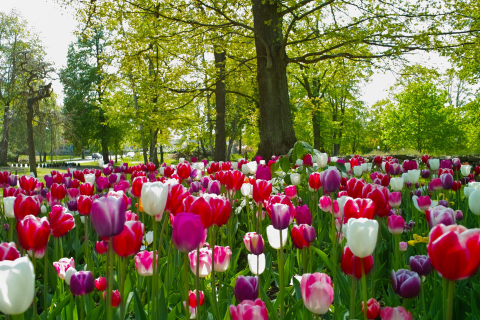 Fondo de pantalla Tulips In Forest 480x320