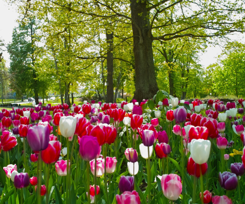 Tulips In Forest screenshot #1 480x400