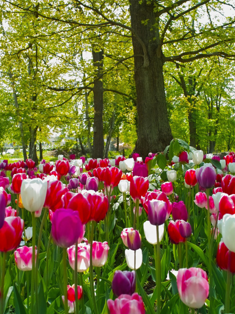Sfondi Tulips In Forest 480x640