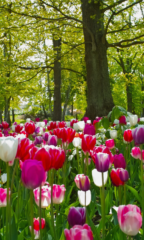 Sfondi Tulips In Forest 480x800