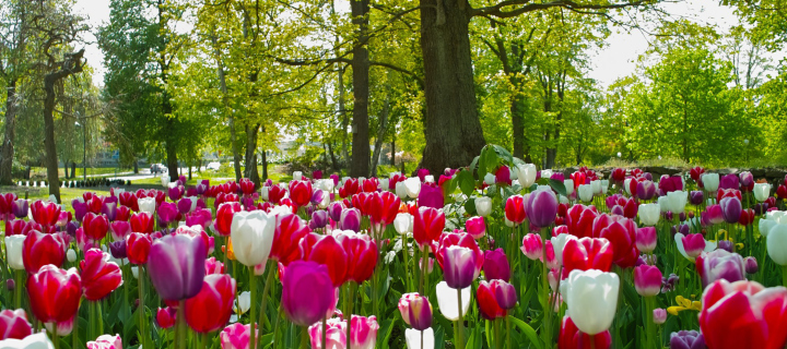 Sfondi Tulips In Forest 720x320