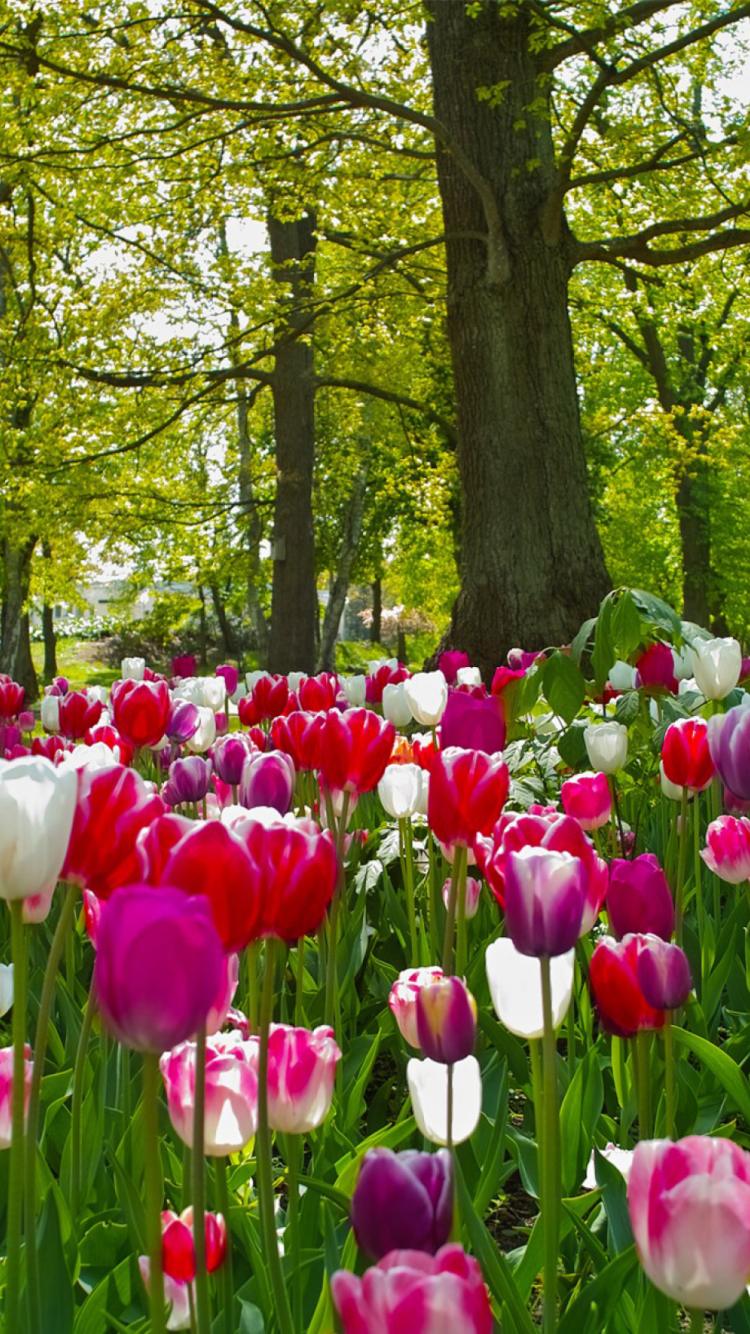 Sfondi Tulips In Forest 750x1334