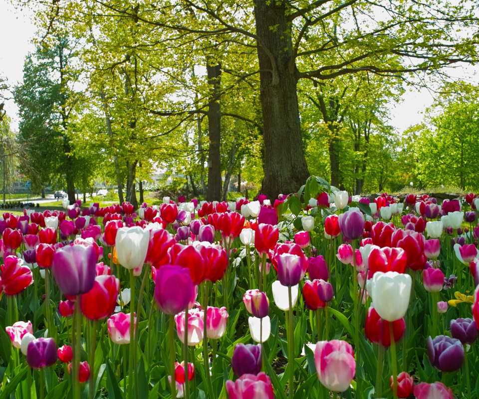 Обои Tulips In Forest 960x800