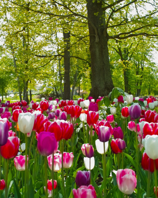 Tulips In Forest Wallpaper for iPhone 6 Plus