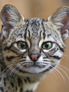 Exotic Cat wallpaper 240x320