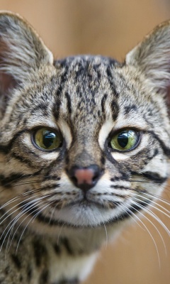 Exotic Cat screenshot #1 240x400