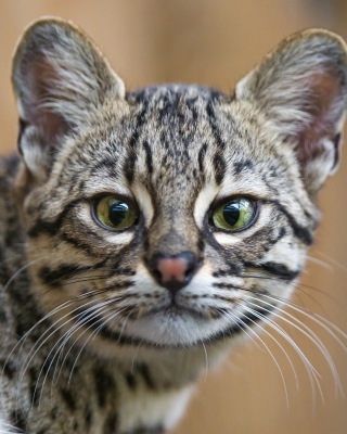 Free Exotic Cat Picture for 240x320