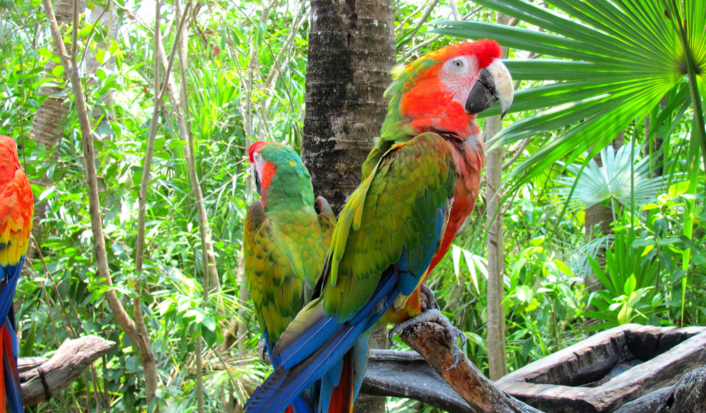 Screenshot №1 pro téma Macaw parrot Amazon forest 1024x600