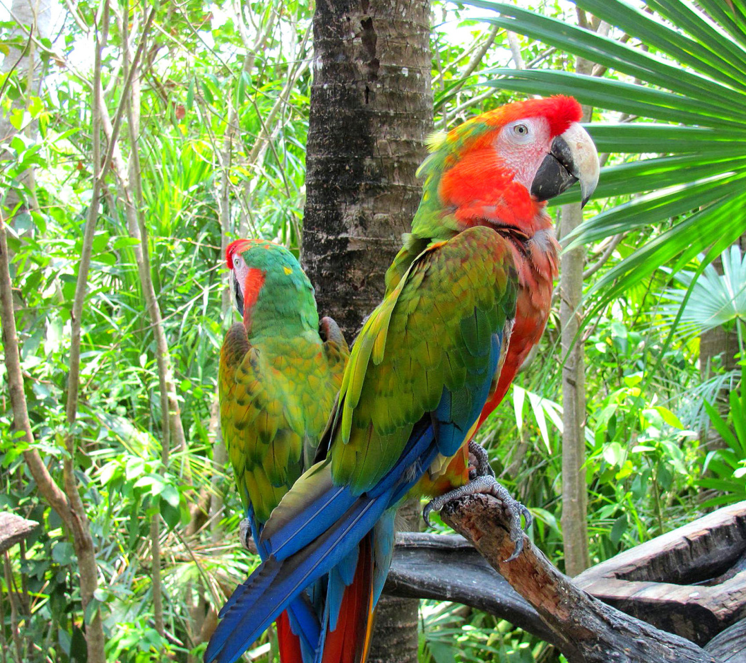 Обои Macaw parrot Amazon forest 1080x960