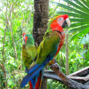 Обои Macaw parrot Amazon forest 128x128