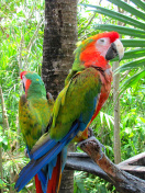 Macaw parrot Amazon forest wallpaper 132x176