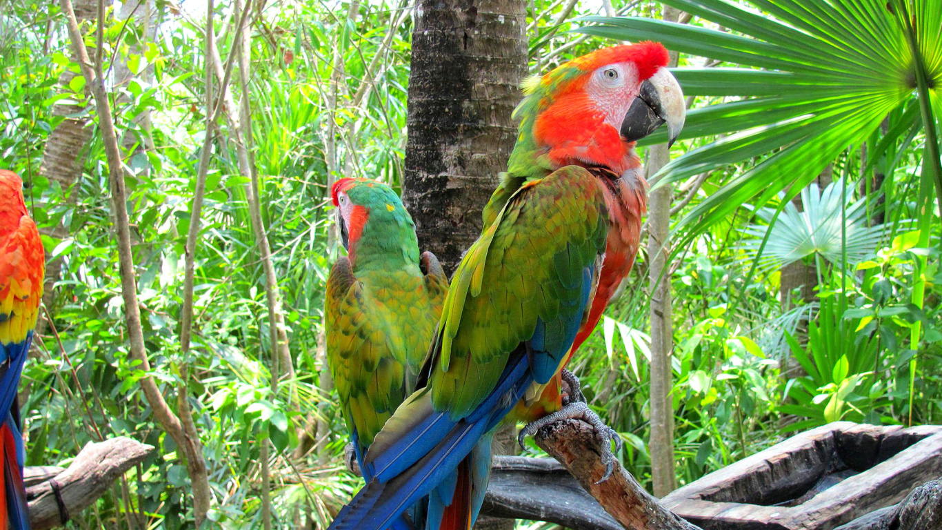 Fondo de pantalla Macaw parrot Amazon forest 1366x768