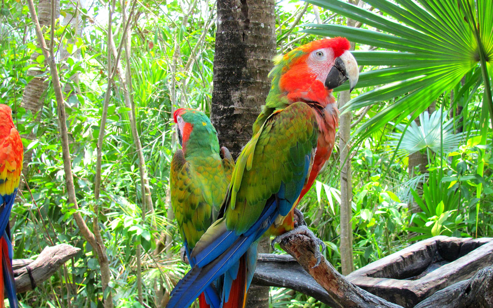 Macaw parrot Amazon forest wallpaper 1680x1050