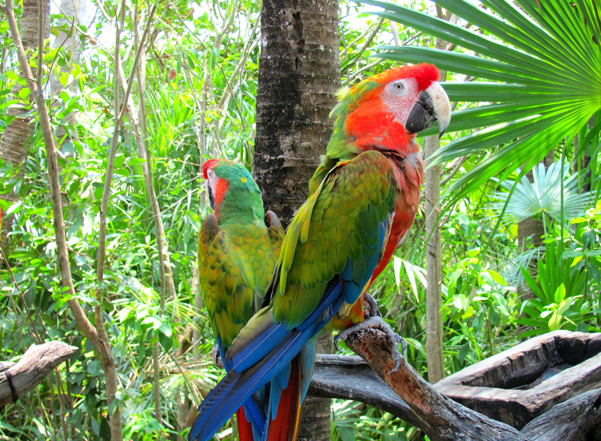 Обои Macaw parrot Amazon forest 1920x1408