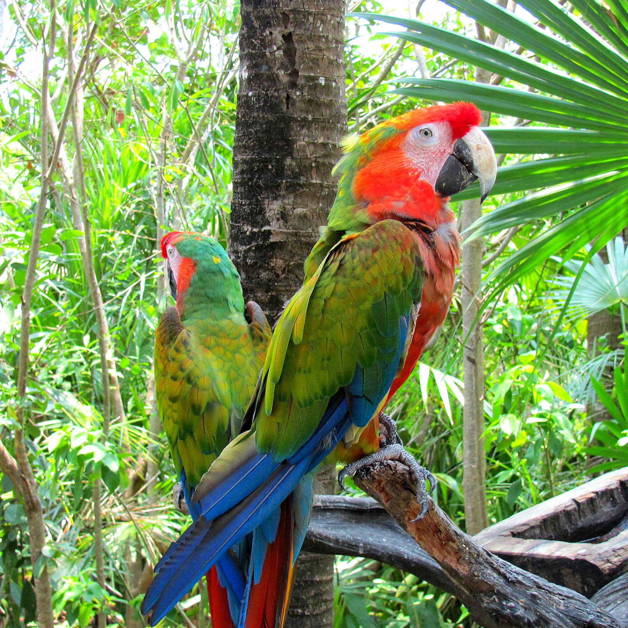 Обои Macaw parrot Amazon forest 2048x2048