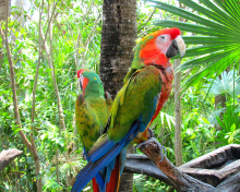 Sfondi Macaw parrot Amazon forest 220x176