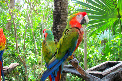 Macaw parrot Amazon forest wallpaper 480x320