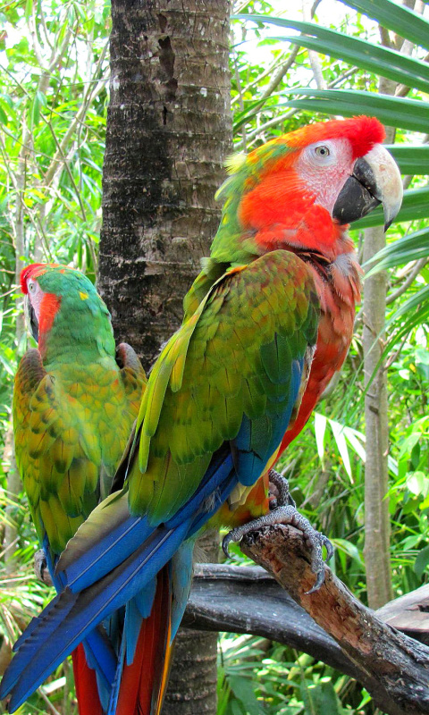 Macaw parrot Amazon forest wallpaper 480x800