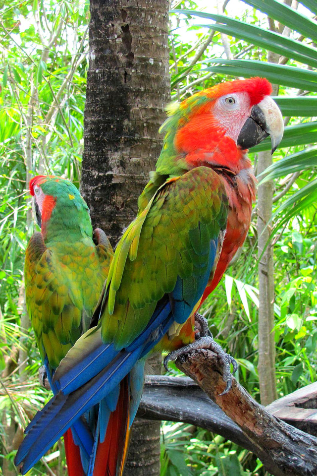 Macaw parrot Amazon forest wallpaper 640x960