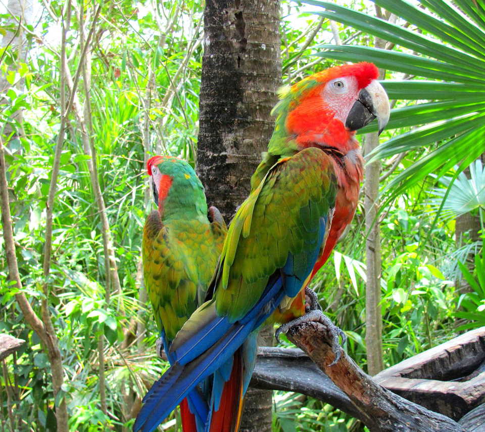 Macaw parrot Amazon forest wallpaper 960x854