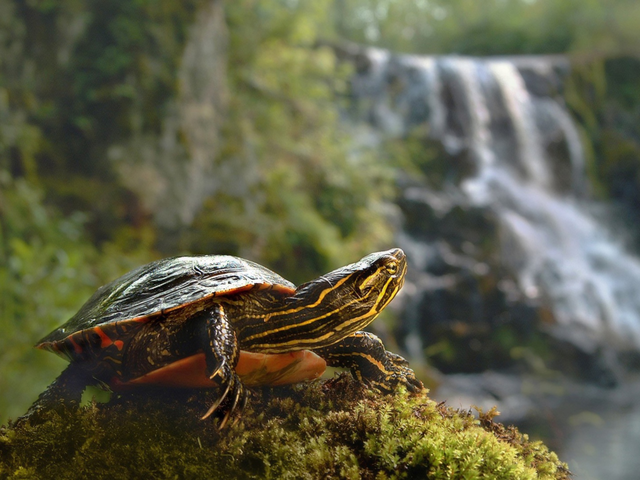 Fondo de pantalla Brown Turtle 1280x960