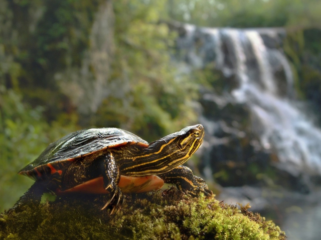 Brown Turtle wallpaper 640x480