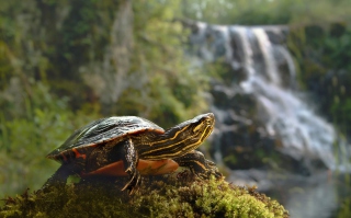 Brown Turtle Wallpaper for Android, iPhone and iPad