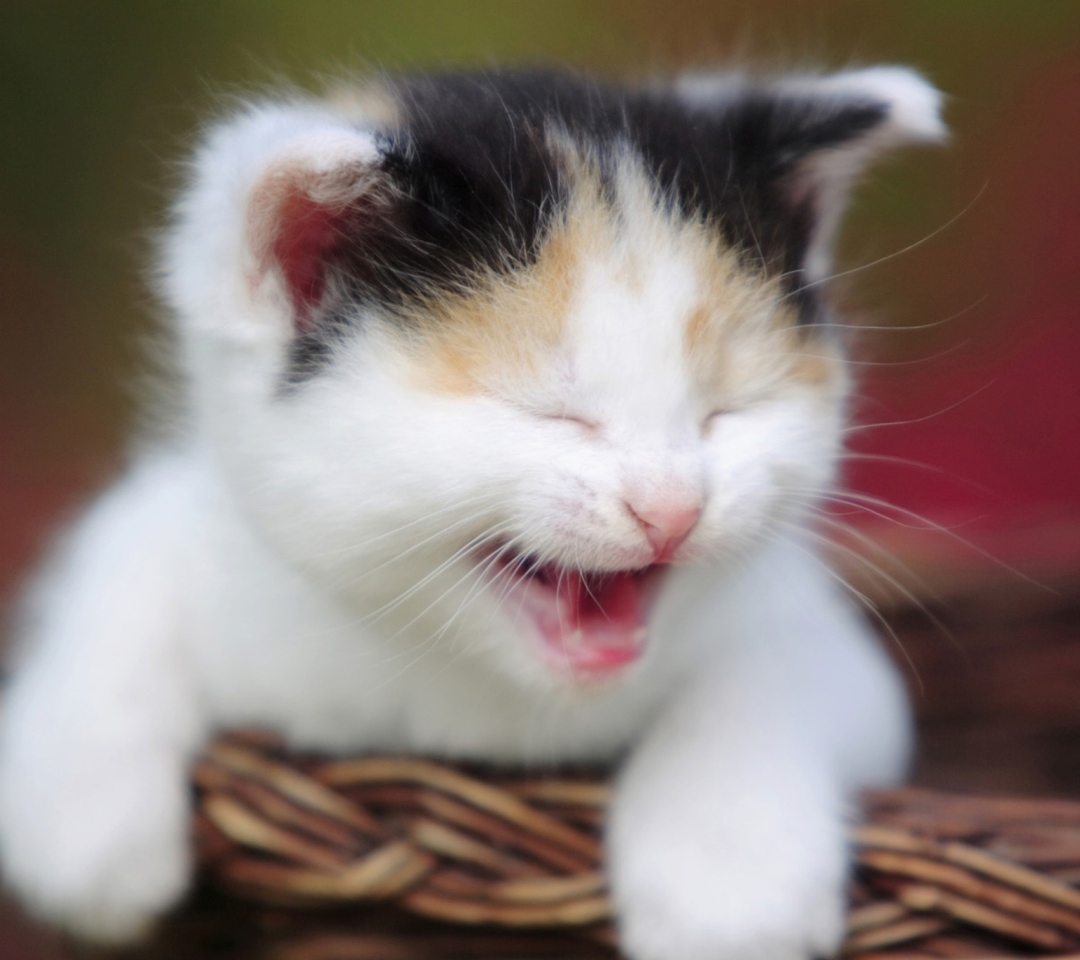 Laughing Cat wallpaper 1080x960