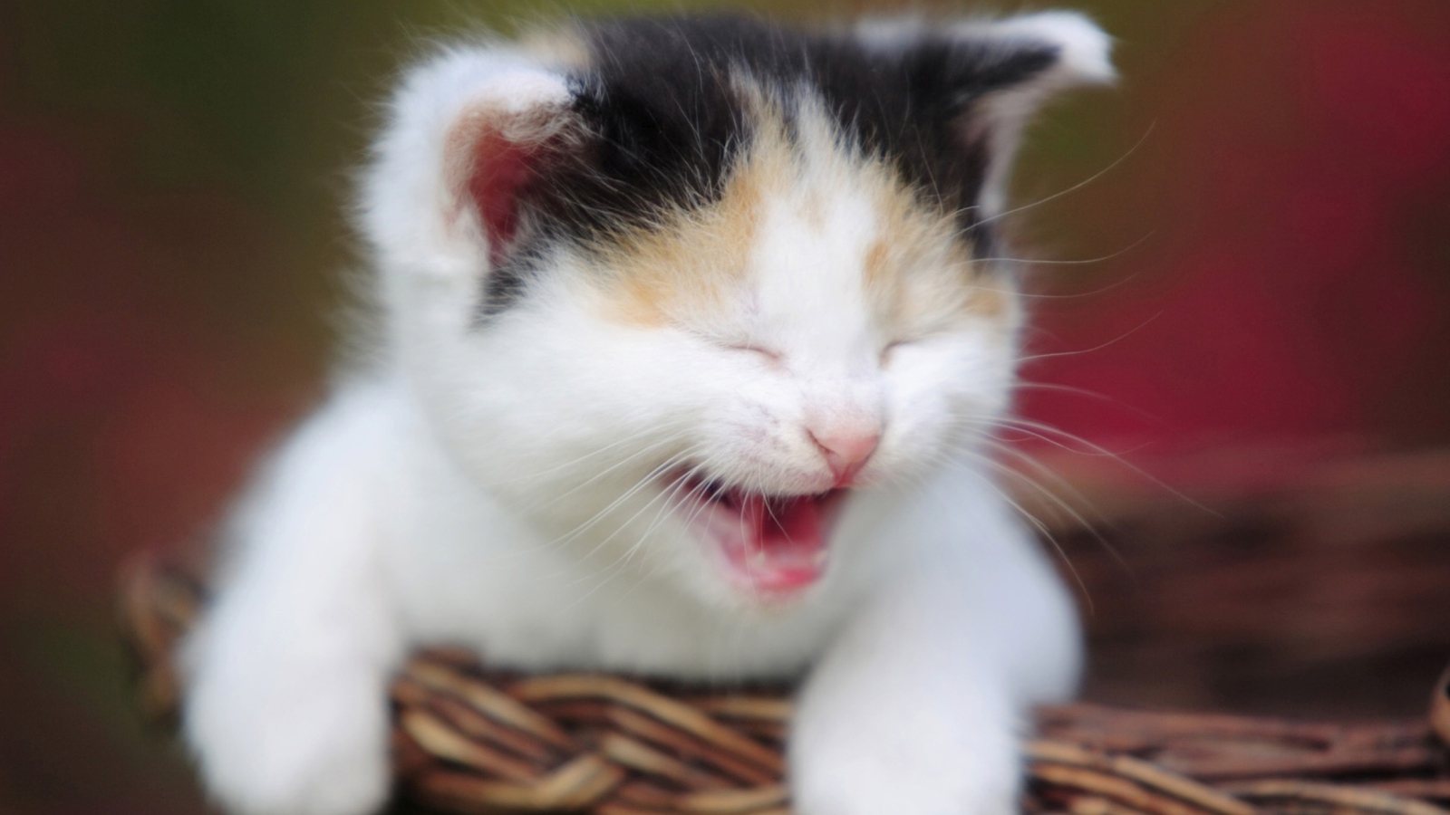 Sfondi Laughing Cat 1600x900
