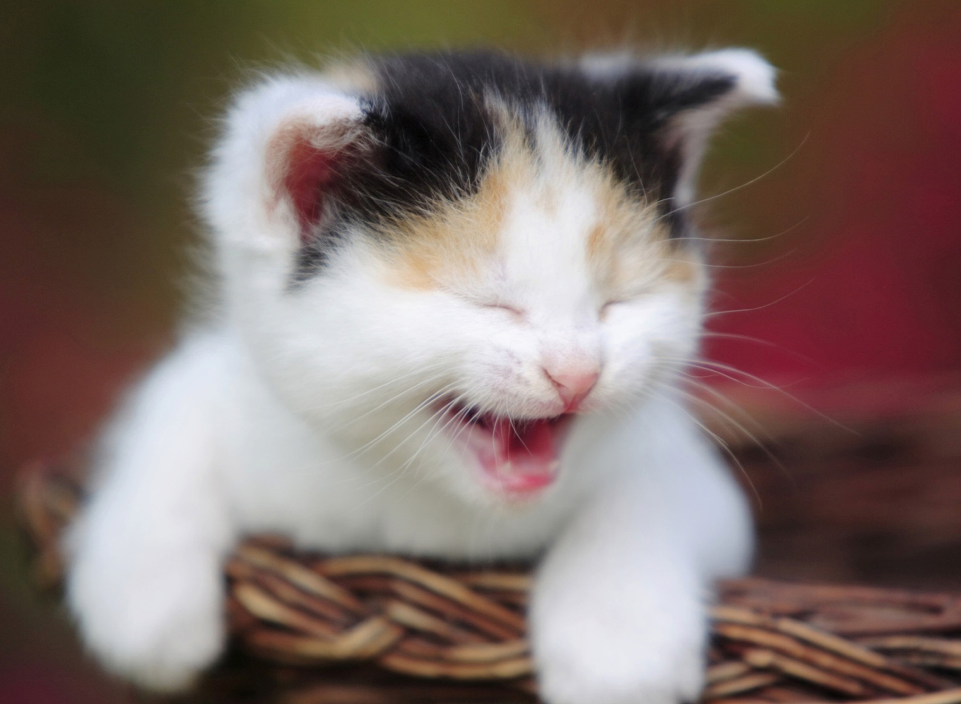 Fondo de pantalla Laughing Cat 1920x1408