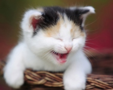 Sfondi Laughing Cat 220x176