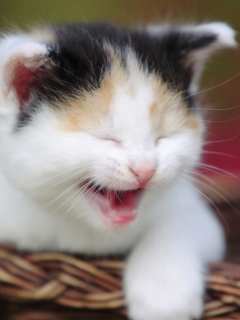 Laughing Cat wallpaper 240x320