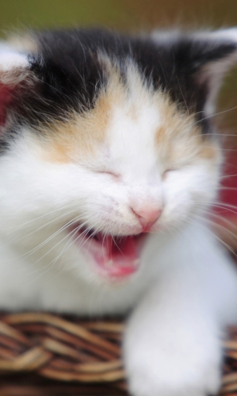 Fondo de pantalla Laughing Cat 480x800