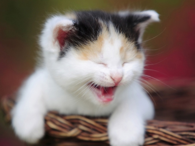 Das Laughing Cat Wallpaper 640x480