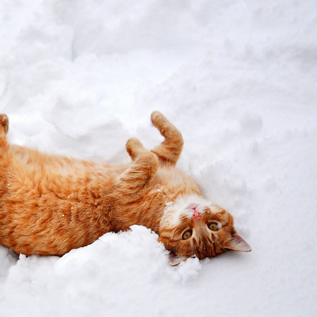 Обои Ginger Cat Enjoying White Snow 1024x1024