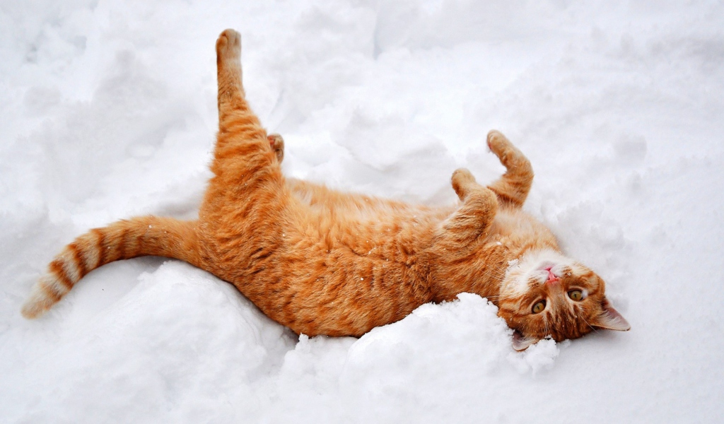 Обои Ginger Cat Enjoying White Snow 1024x600