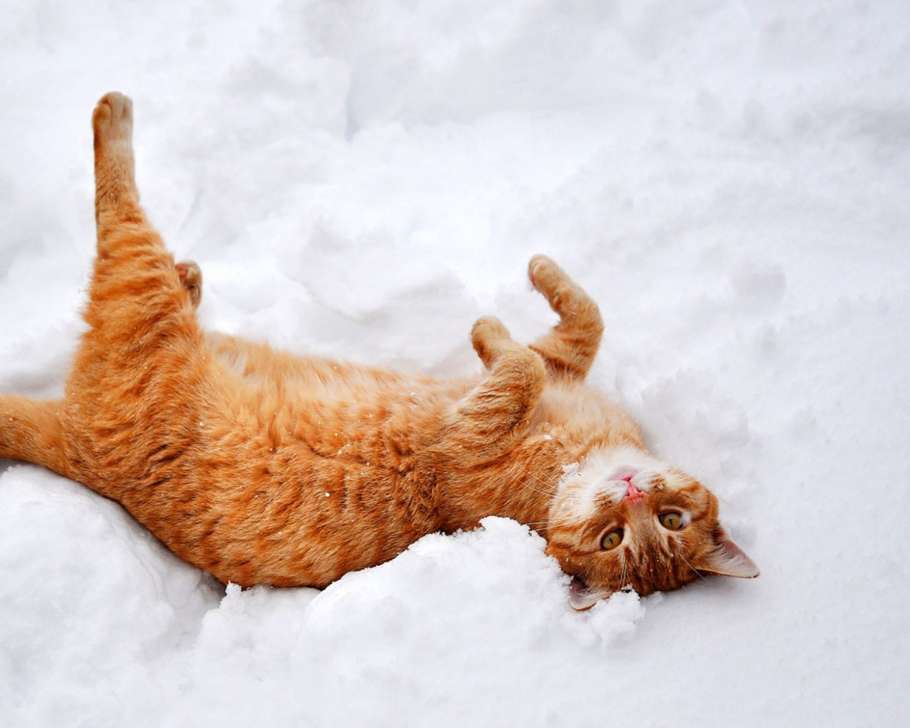 Screenshot №1 pro téma Ginger Cat Enjoying White Snow 1280x1024