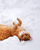 Das Ginger Cat Enjoying White Snow Wallpaper 128x160