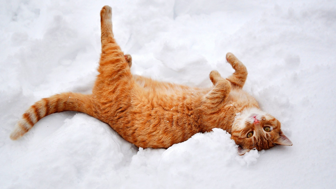 Ginger Cat Enjoying White Snow wallpaper 1366x768
