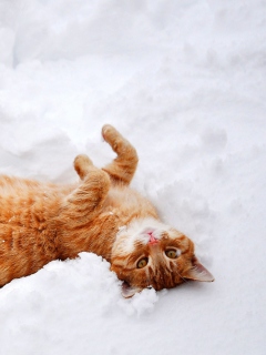 Ginger Cat Enjoying White Snow wallpaper 240x320