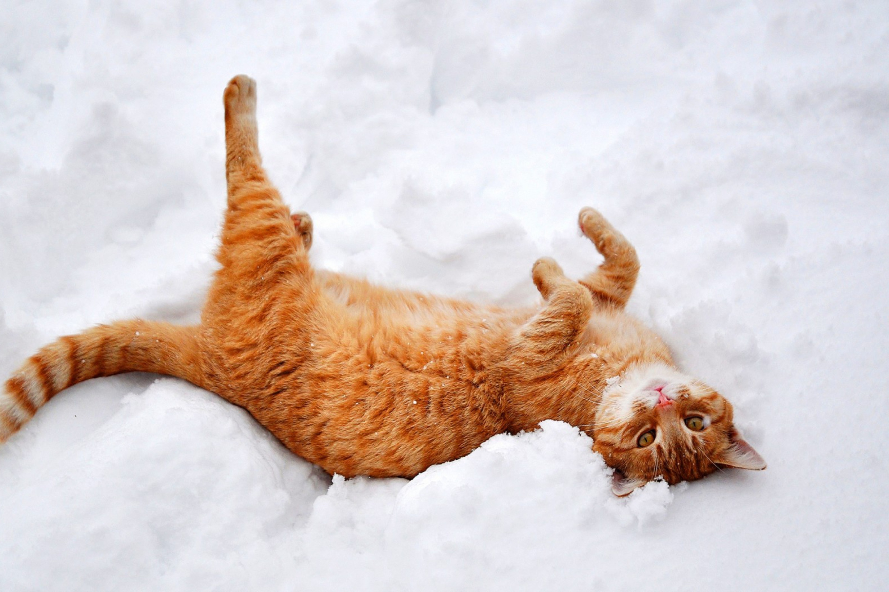 Обои Ginger Cat Enjoying White Snow 2880x1920