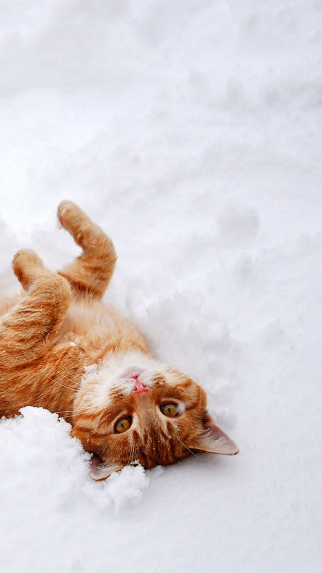 Ginger Cat Enjoying White Snow wallpaper 640x1136