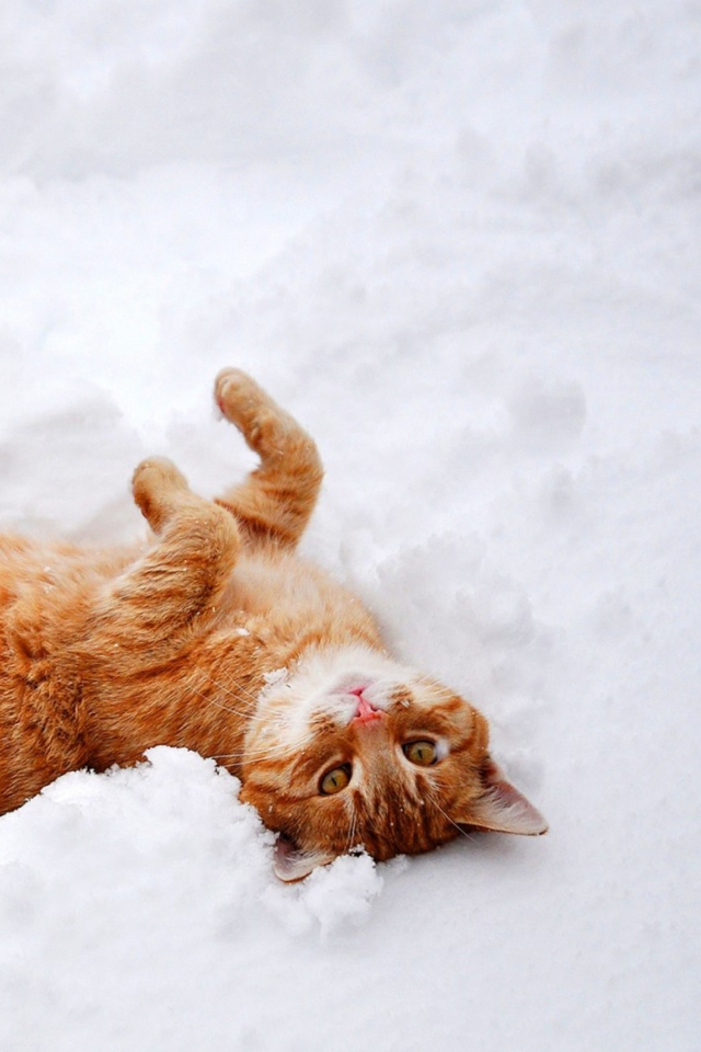 Fondo de pantalla Ginger Cat Enjoying White Snow 640x960