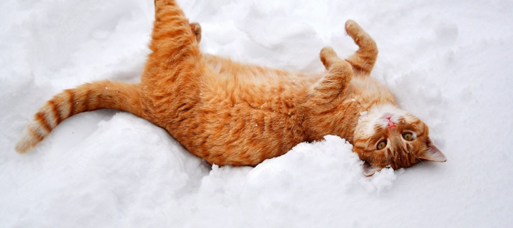 Fondo de pantalla Ginger Cat Enjoying White Snow 720x320