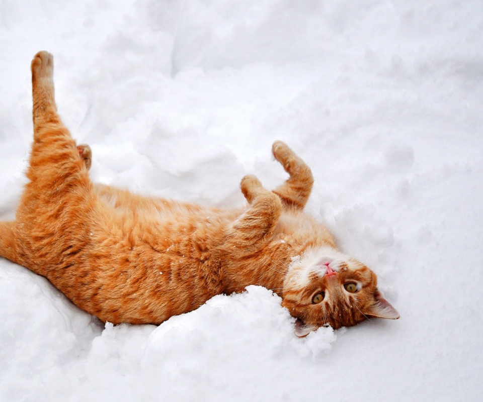 Das Ginger Cat Enjoying White Snow Wallpaper 960x800
