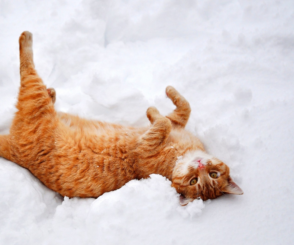 Обои Ginger Cat Enjoying White Snow 960x800