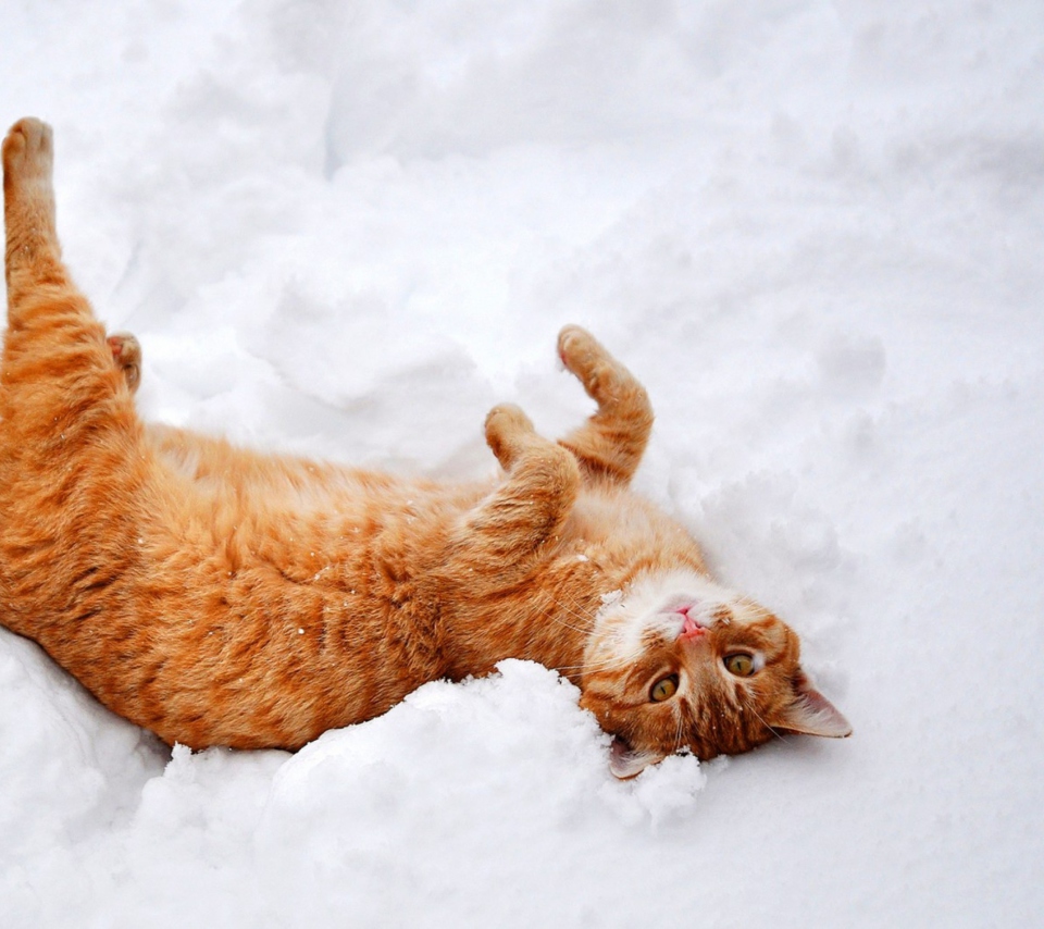 Das Ginger Cat Enjoying White Snow Wallpaper 960x854
