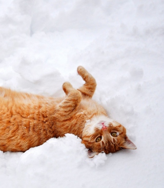 Kostenloses Ginger Cat Enjoying White Snow Wallpaper für Nokia Lumia 1020