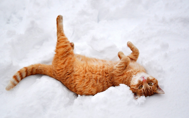 Обои Ginger Cat Enjoying White Snow